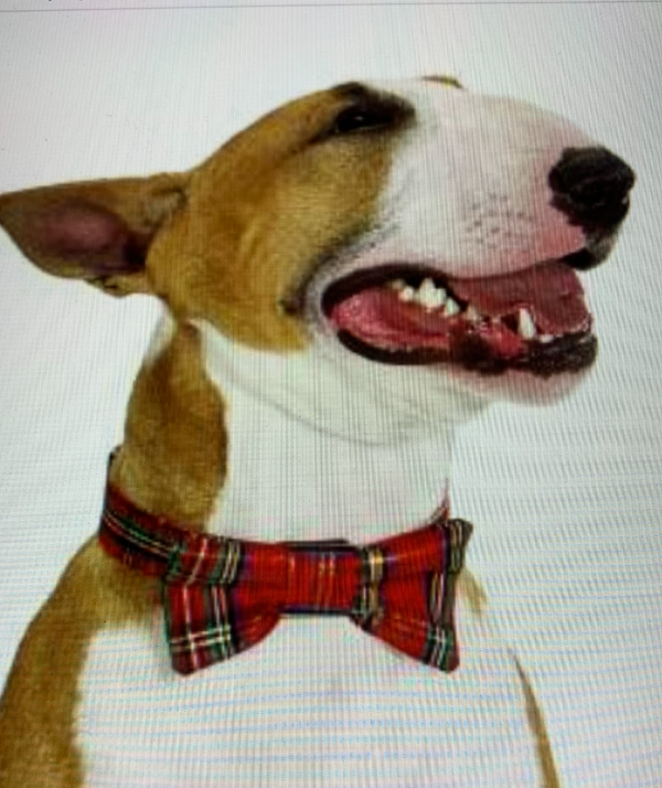 Bow Tie for Dog